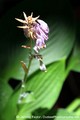 IMG 0240