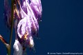 IMG 0270