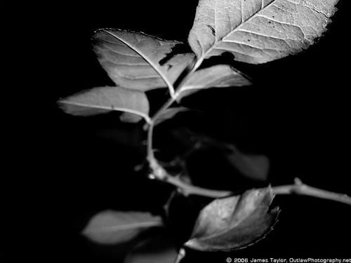 Roseleaf B&W - PICT0002-2