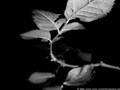 Roseleaf B&W - PICT0002-2