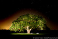 Highlight for Album: BK Ranch Oak Tree - March 3, 2005